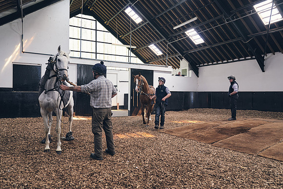 The-National-Stud-Dominic-James_DJ_4110