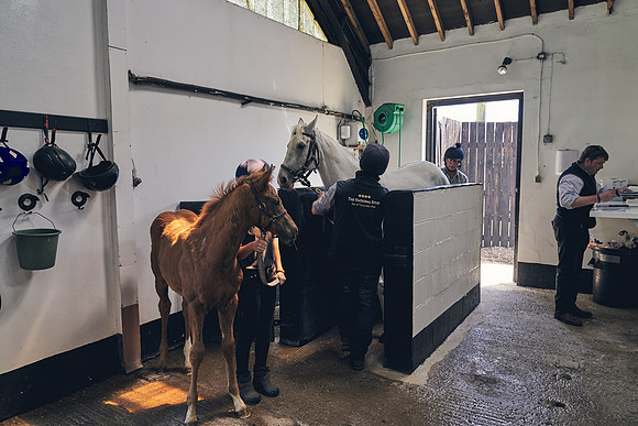 The-National-Stud-Dominic-James_DJ_4020