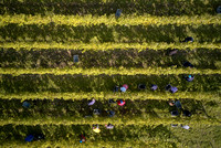 COATES-SEELY-HARVEST-Dominic-James-DJI_0068 1