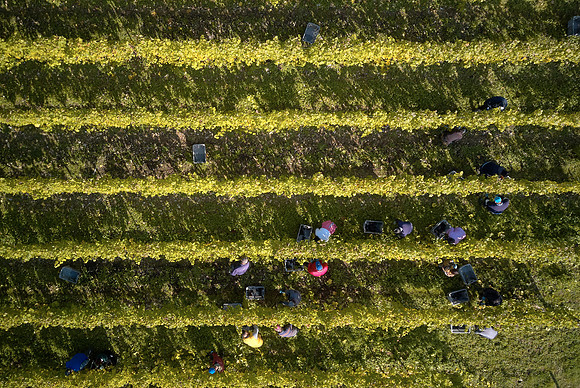 COATES-SEELY-HARVEST-Dominic-James-DJI_0068 1