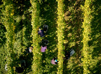 COATES-SEELY-HARVEST-Dominic-James-DJI_0063