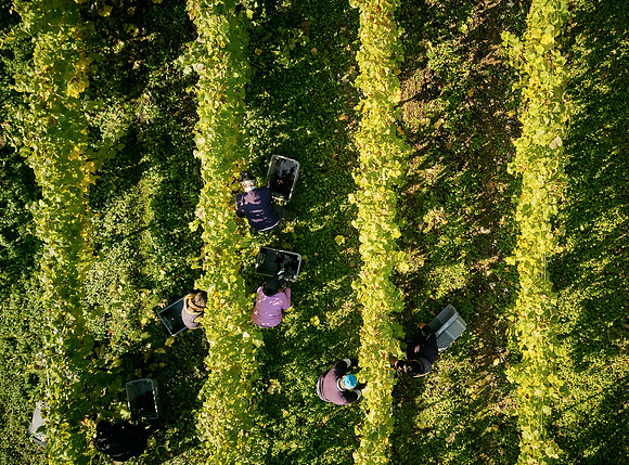 COATES-SEELY-HARVEST-Dominic-James-DJI_0063