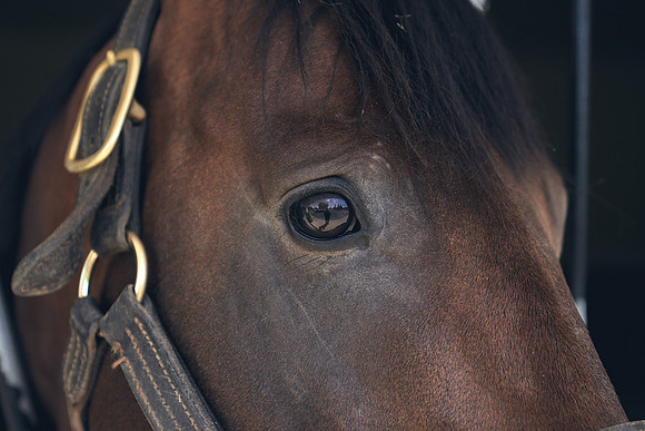 The-National-Stud-Dominic-James_DJ_4259