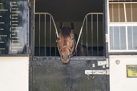 The-National-Stud-Dominic-James_DJ_4243