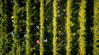 COATES-SEELY-HARVEST-Dominic-James-DJI_0066