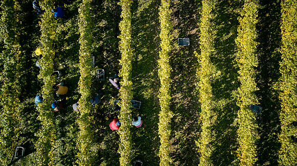 COATES-SEELY-HARVEST-Dominic-James-DJI_0066