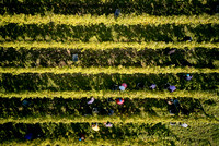 COATES-SEELY-HARVEST-Dominic-James-DJI_0068