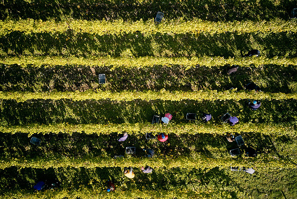 COATES-SEELY-HARVEST-Dominic-James-DJI_0068