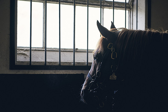 The-National-Stud-Dominic-James_DJ_3887