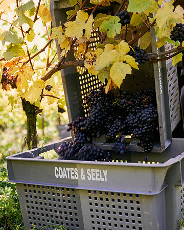 COATES-SEELY-HARVEST-Dominic-James-_DJ90432