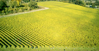 COATES-SEELY-HARVEST-Dominic-James-DJI_0049