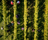COATES-SEELY-HARVEST-Dominic-James-DJI_0065