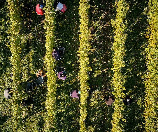 COATES-SEELY-HARVEST-Dominic-James-DJI_0065