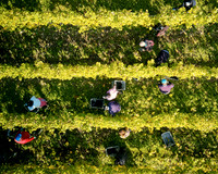 COATES-SEELY-HARVEST-Dominic-James-DJI_0073