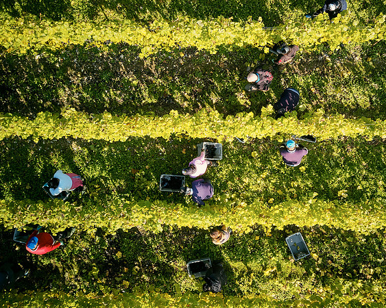 COATES-SEELY-HARVEST-Dominic-James-DJI_0073