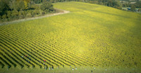 COATES-SEELY-HARVEST-Dominic-James-DJI_0049 2