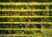 COATES-SEELY-HARVEST-Dominic-James-DJI_0070