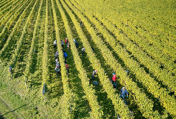 COATES-SEELY-HARVEST-Dominic-James-DJI_0047
