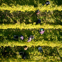 COATES-SEELY-HARVEST-Dominic-James-DJI_0072
