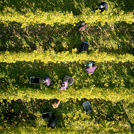 COATES-SEELY-HARVEST-Dominic-James-DJI_0072