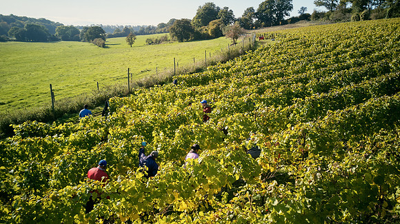 COATES-SEELY-HARVEST-Dominic-James-DJI_0044