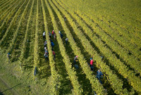 COATES-SEELY-HARVEST-Dominic-James-DJI_0047 1