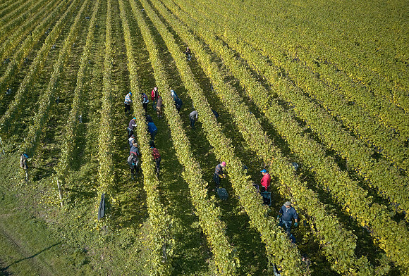 COATES-SEELY-HARVEST-Dominic-James-DJI_0047 1