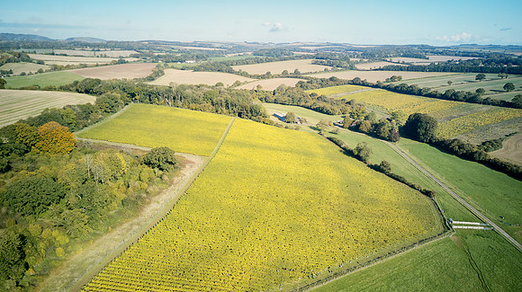 COATES-SEELY-HARVEST-Dominic-James-DJI_0054