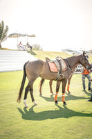 2015011420150114-Dominic-James-Thai-Polo-Open-DJ144206.CR2