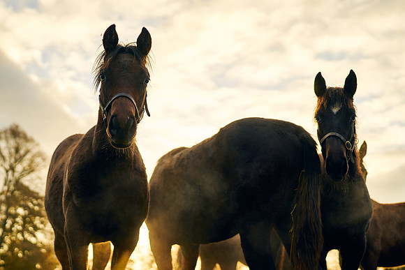 2023-11-17-Dominic-James-00213