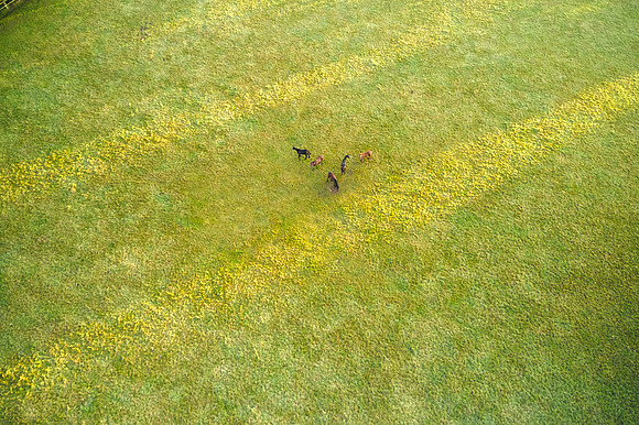 DJI_0663