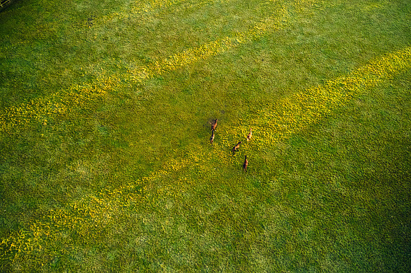 DJI_0658