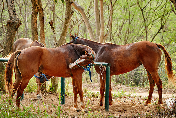 THAI-POLO-PRACTICE-2020-01-21-Dominic-James_DJ91894.ARW8717
