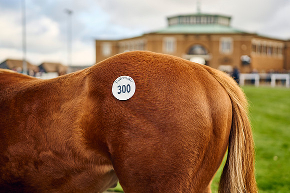 2023-11-28-Dominic-James-00658