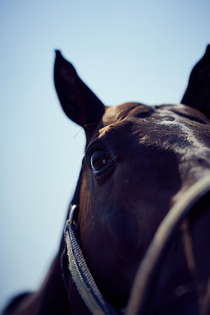 Oyster Cup Polo tournament