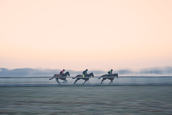 Southfields-002-Dominic-James-Horse-In-Training-3718