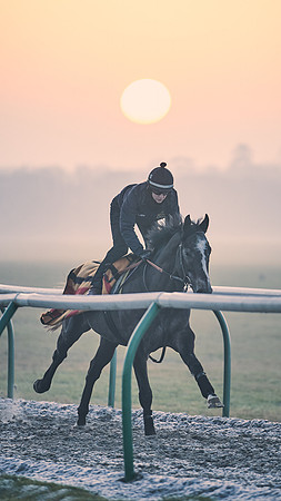 Southfields-002-Dominic-James-Horse-In-Training-3850