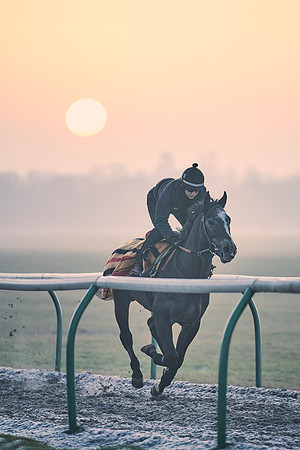 Southfields-002-Dominic-James-Horse-In-Training-3852