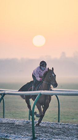 Southfields-002-Dominic-James-Horse-In-Training-3863