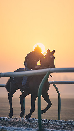Southfields-002-Dominic-James-Horse-In-Training-3891