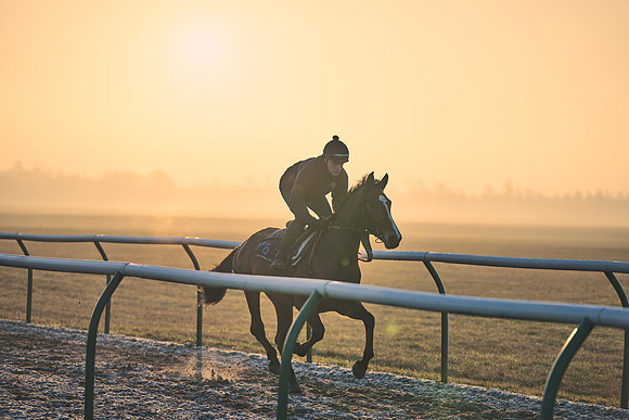 Southfields-002-Dominic-James-Horse-In-Training-3937