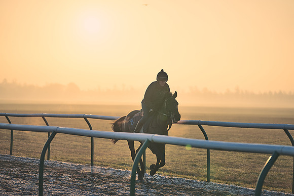 Southfields-002-Dominic-James-Horse-In-Training-3942