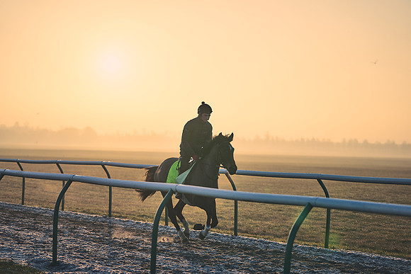 Southfields-002-Dominic-James-Horse-In-Training-3945