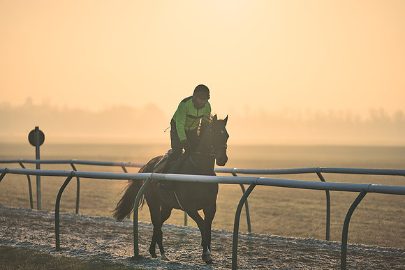 Southfields-002-Dominic-James-Horse-In-Training-4034