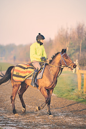Southfields-002-Dominic-James-Horse-In-Training-4041