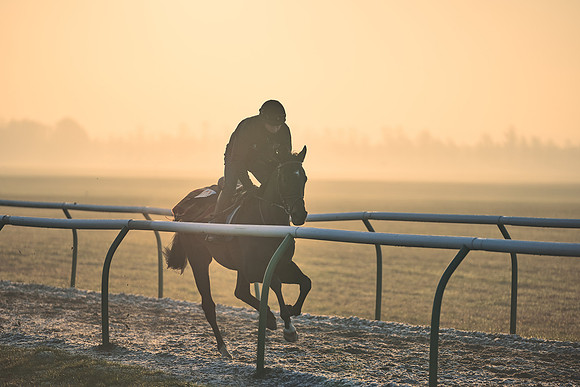 Southfields-002-Dominic-James-Horse-In-Training-4060