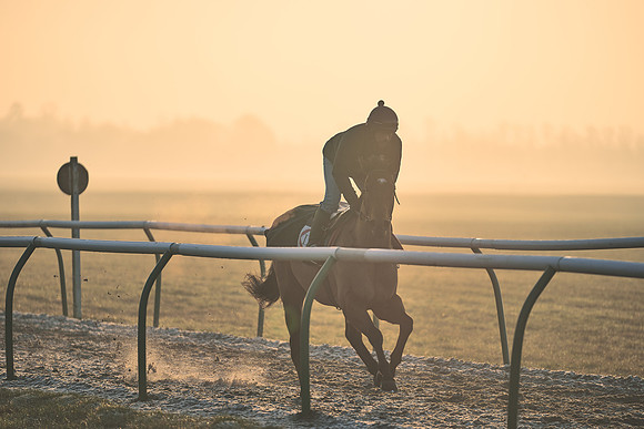 Southfields-002-Dominic-James-Horse-In-Training-4082