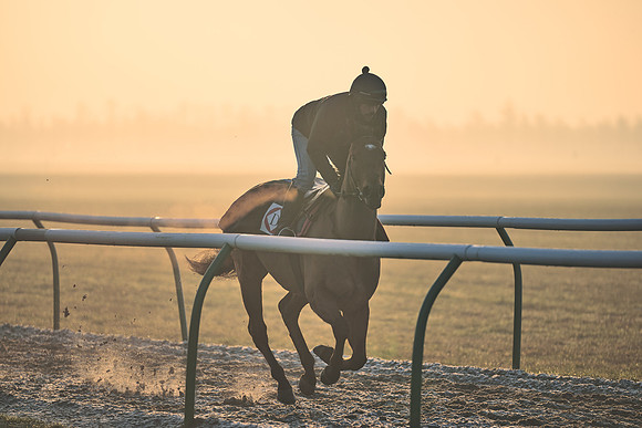 Southfields-002-Dominic-James-Horse-In-Training-4084