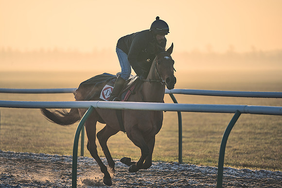 Southfields-002-Dominic-James-Horse-In-Training-4086