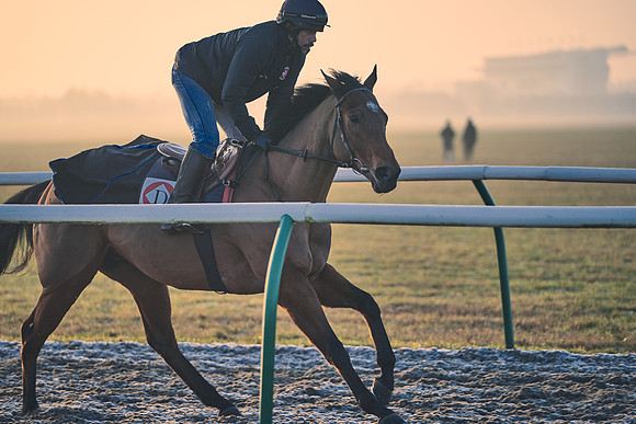 Southfields-002-Dominic-James-Horse-In-Training-4090